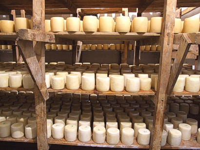 KEFALOTYRI cheeses in our storage rooms undergoing their ageing process.